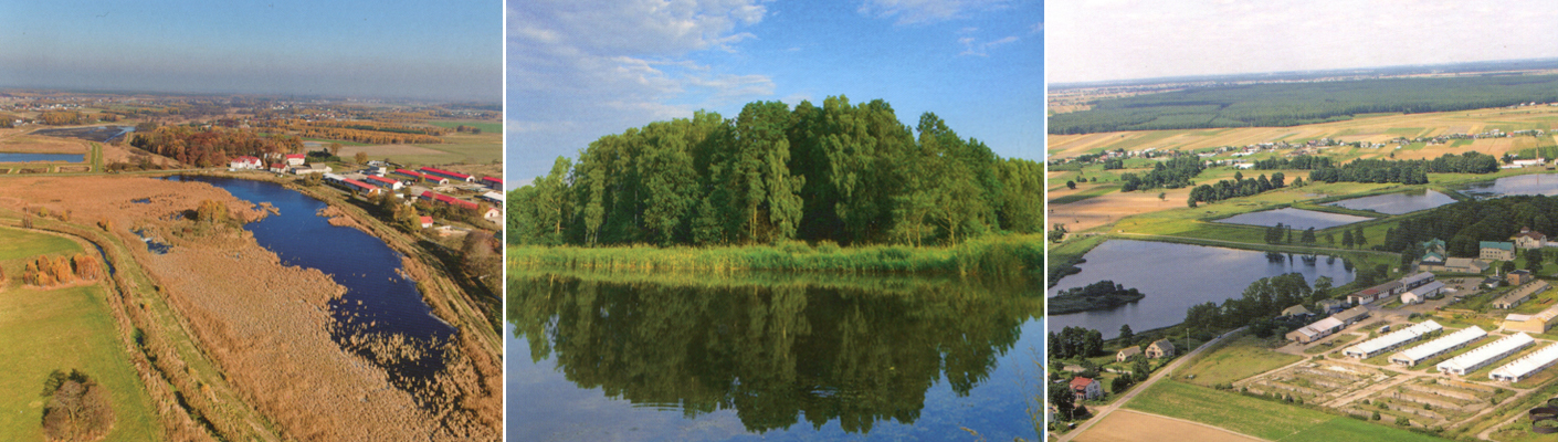 zboża paszowe